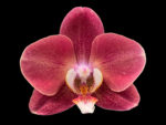 Phalaenopsis I-Hsin Fantasist
