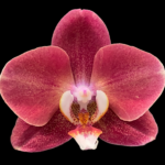 Phalaenopsis I-Hsin Fantasist