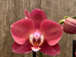 Phalaenopsis I-Hsin Fantasist