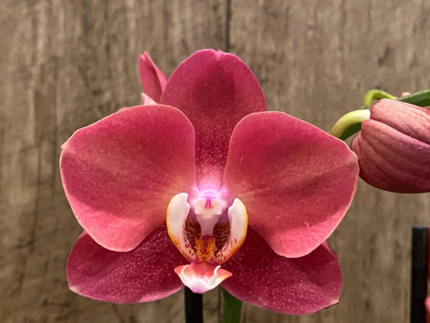 Phalaenopsis I-Hsin Fantasist