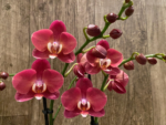 Phalaenopsis I-Hsin Fantasist