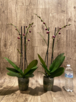 Double Spikes Phalaenopsis I-Hsin Fantasist (4.5" pot) - Image 8