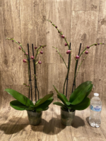 Double Spikes Phalaenopsis I-Hsin Fantasist (4.5" pot) - Image 9