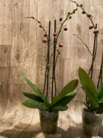 Double Spikes Phalaenopsis I-Hsin Fantasist (4.5" pot) - Image 10