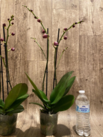 Double Spikes Phalaenopsis I-Hsin Fantasist (4.5" pot) - Image 11