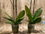 Double Spikes Phalaenopsis I-Hsin Fantasist (4.5" pot) - Image 13