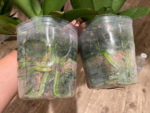 Double Spikes Phalaenopsis I-Hsin Fantasist (4.5" pot) - Image 15