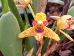 Fragrant Maxiliaria Memoria Ben Berliner ‘Yellow Cape’ (3.5” Pot)