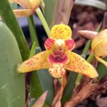 Fragrant Maxiliaria Memoria Ben Berliner ‘Yellow Cape’ (3.5” Pot)