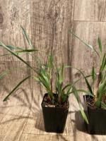 Fragrant Maxiliaria Memoria Ben Berliner ‘Yellow Cape’ (3.5” Pot) - Image 6