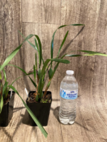 Fragrant Maxiliaria Memoria Ben Berliner ‘Yellow Cape’ (3.5” Pot) - Image 7