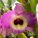 Dendrobium Lady Moon ‘Romeo'