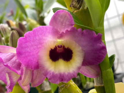 Dendrobium Lady Moon ‘Romeo'