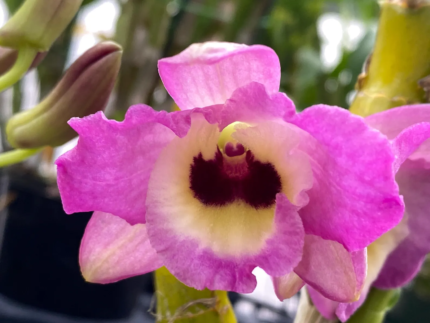 Dendrobium Lady Moon ‘Romeo'