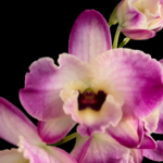 Dendrobium Fancy Smile