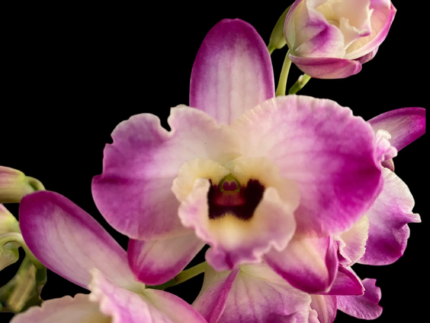 Dendrobium Fancy Smile