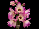 Dendrobium Fancy Smile