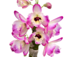 In Buds Fragrant - Dendrobium Fancy Smile Fat Canes (4” pot) - Image 3