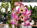 Dendrobium Fancy Smile