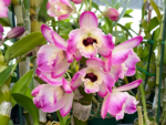 In Buds Fragrant - Dendrobium Fancy Smile Fat Canes (4” pot) - Image 5