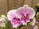 Multi Spikes Phalaenopsis Younghome Pinying Big Lip (4.5" pot) - Image 3