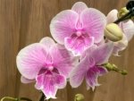 Multi Spikes Phalaenopsis Younghome Pinying Big Lip (4.5" pot) - Image 4