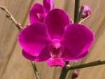 In Spike Phalaenopsis Dtps Queen Bear Large Plant (3.5" pot) - Image 3