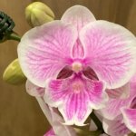 Multi Spikes Phalaenopsis Younghome Pinying Big Lip (4.5" pot)