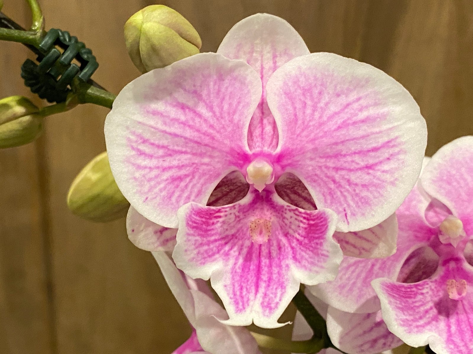 il_fullxfull.4322501423_9oze.jpg Multi Spikes Phalaenopsis Younghome Pinying Big Lip (4.5" pot) - Image 1