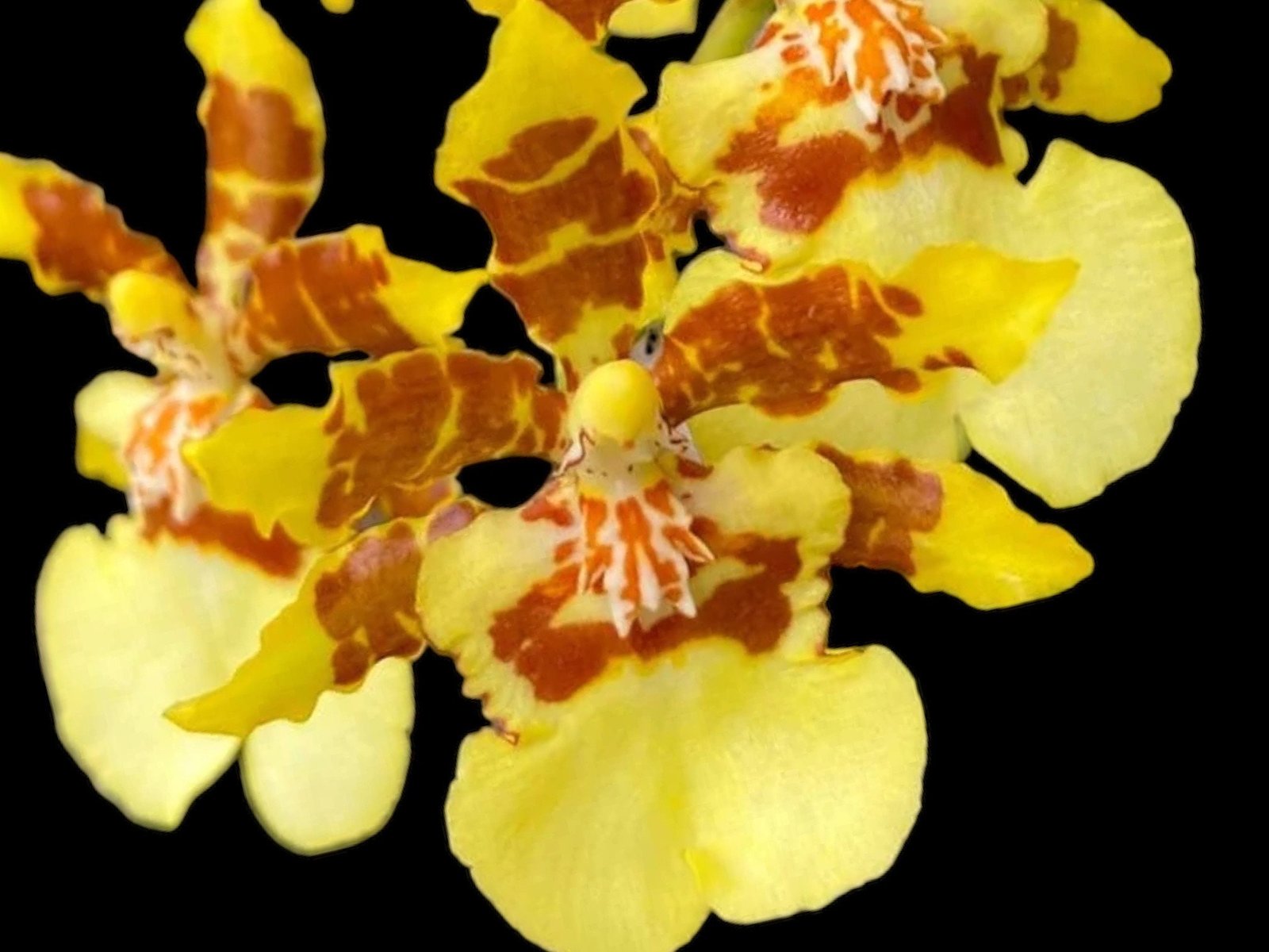 il_fullxfull.5961320714_2foo.jpg Very Tall Spike Oncidium Yuan Nan Fragrant #2 (mericione) (3.5” pot) - Image 1