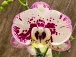 In Spike Rare Phalaenopsis Shulong (4.5" Pot) - Image 2