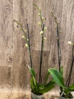 Double Spikes Phalaenopsis I-Hsin Dream Bubble (4.5" pot) - Image 4