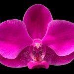 In Spike Phalaenopsis Dtps Queen Bear Large Plant (3.5" pot)