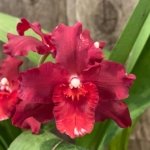 Double Spikes Oncostele Red Silk 'HOF' (3.5” pot)