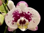 In Spike Rare Phalaenopsis Shulong (4.5" Pot)