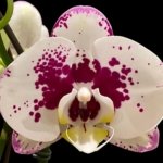 In Spike Rare Phalaenopsis Shulong (4.5" Pot)
