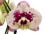 In Spike Rare Phalaenopsis Shulong (4.5" Pot) - Image 4