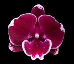 In Spike Phalaenopsis Yushan Fairy Go (2.5” Pot)