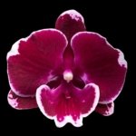 In Spike Phalaenopsis Yushan Fairy Go (2.5” Pot)