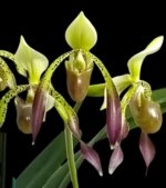 Paphiopedilum Quintal Wonder (dianthum alba x haynaldianum alba) Double Growths (3.5” Pot) - Image 2