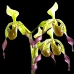 Paphiopedilum Quintal Wonder (dianthum alba x haynaldianum alba) Double Growths (3.5” Pot)