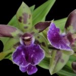 Zygotoria Midnight Jack (3.5” pot)