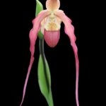 Phragmipedium Bouley Bay (Eric Young 'Broadwaters' × Grande 'Vista’) (4" pot)