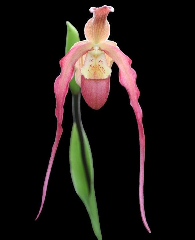 il_fullxfull.7728833278_lmb0.jpg Phragmipedium Bouley Bay (Eric Young 'Broadwaters' × Grande 'Vista’) (4" pot) - Image 1