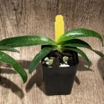 Paph. Quintals Yellowstone (thaianum x Charmingly Stoned) (2" pot)