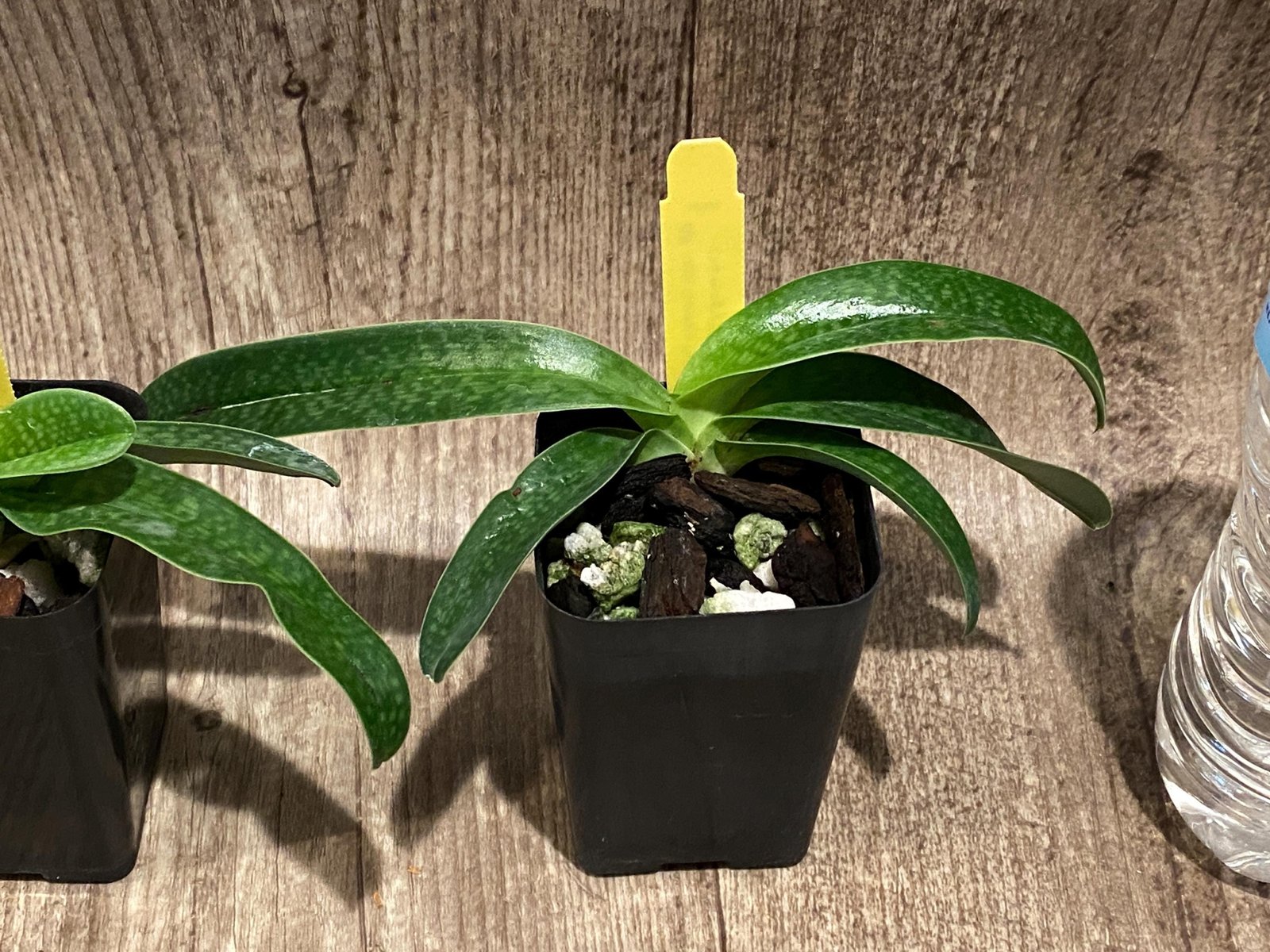 il_fullxfull.7755907786_ifpk.jpg Paph. Quintals Yellowstone (thaianum x Charmingly Stoned) (2" pot) - Image 1