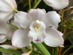 Cymbidium White Flame (6" pot)