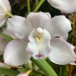 Cymbidium White Flame (6" pot)