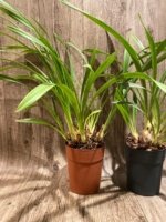 Cymbidium White Flame (6" pot) - Image 4