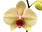 Double Spikes Phalaenopsis I-Hsin Darwin (4.5" pot) - Image 2